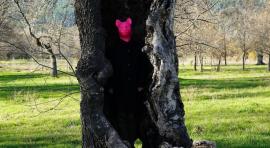 Perro callejero (c) Yu Depeng