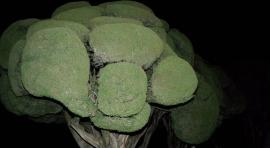 Parque del Retiro, Madrid, España, 2011 © Armin Linke