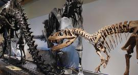 La visita Banquetes curiosos del mundo animal del Museo de Ciencias Naturales 