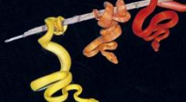 Expoterraria vuelve a la Casa de Campo