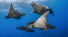 Una ventana abierta al mundo submarino en el pabellón de Cristal