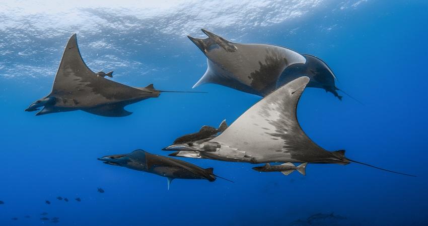 El salón es un escaparate de las novedades relacionadas con el buceo