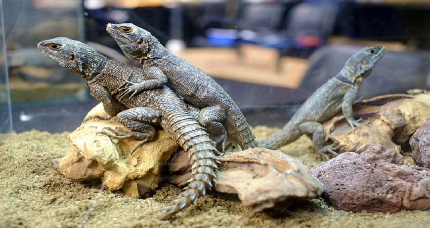 Expoterraria es una propuesta para los amantes de los animales