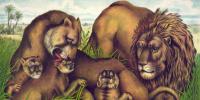 Fabulosos Animals