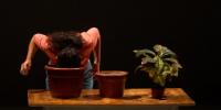 Estado vegetal