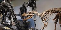 La visita Banquetes curiosos del mundo animal del Museo de Ciencias Naturales 