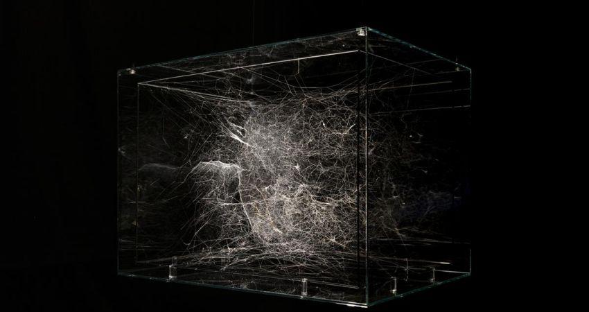 Toms Saraceno, Hybrid semi-social so