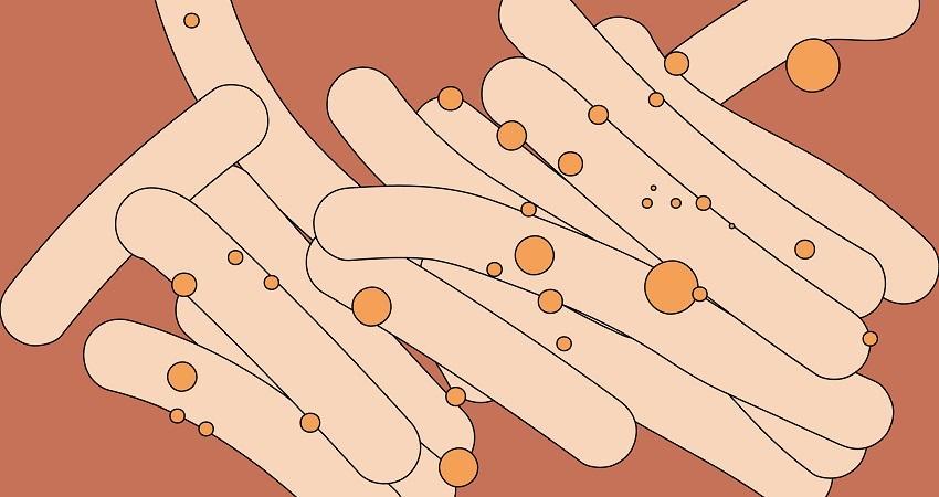 Diseño gráfico: Judit Musachs