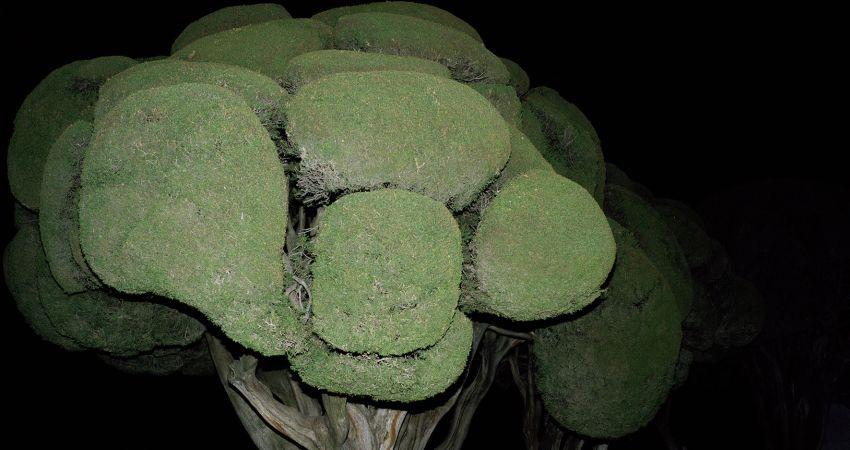 Parque del Retiro, Madrid, España, 2011 © Armin Linke