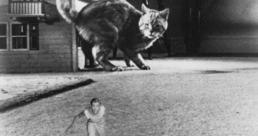 CLASICOS DE SIEMPRE Y BRASIL CINETECA