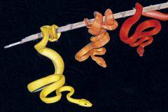 Expoterraria vuelve a la Casa de Campo