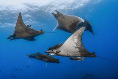 Una ventana abierta al mundo submarino en el pabellón de Cristal