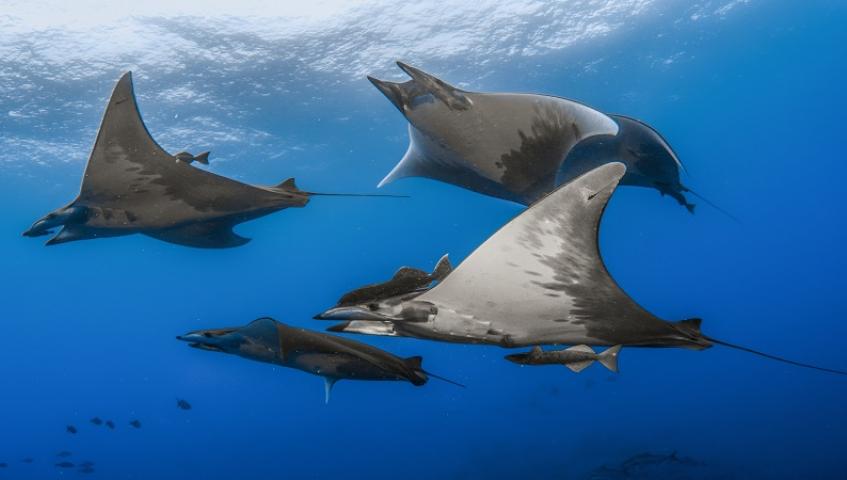 El salón es un escaparate de las novedades relacionadas con el buceo