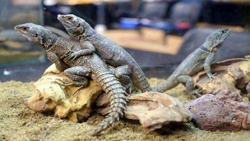 Expoterraria es una propuesta para los amantes de los animales